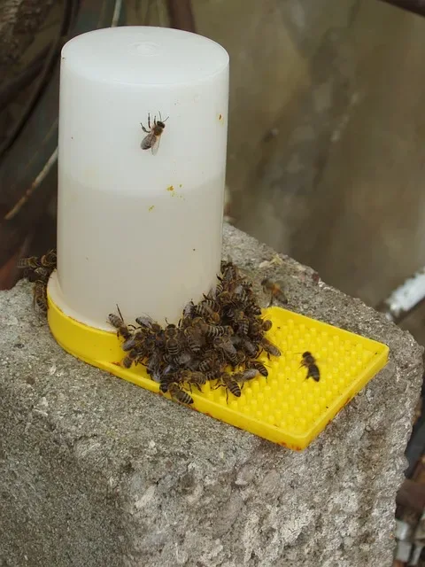 Feeding Bees: When, Why and How to Feed Your Colony